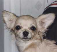 chihuahua.ru Ullia