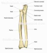Ulna
