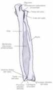 Ulna