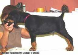 dobermann-review.com Ulrih