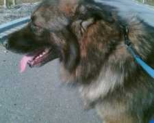 grenzenlose-hundehilfe.de Ulyss