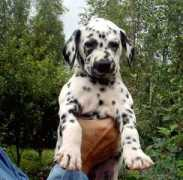 dalmatian-spb.narod.ru Umale