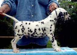 dalmatian-spb.narod.ru Umale
