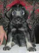 senzhermen.narod.ru Umnitsa