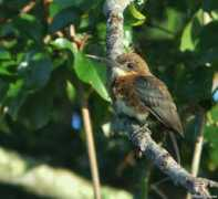 antpitta.com Upata
