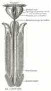 urethralsurgery.com Urethra