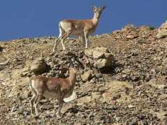 birding.in Urial