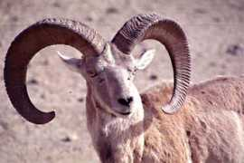 wildlifeofpakistan.com Urial