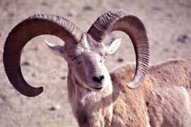 wildlifeofpakistan.com Urial