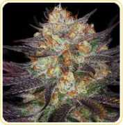 Urkle