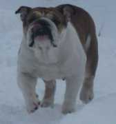 bulldogpedigree.com Ursalina