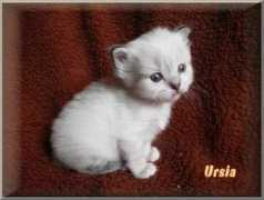 Ursia