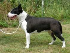 bullterrier.nl Urukonda