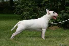 urukondabullterriers.nl Urukonda
