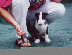 bullterrier.nl Urukonda