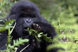 gorilladoctors.wildlifedirect.org Urwibutso