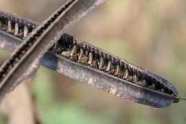 imagini.n3po.com Uscat