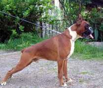 clikkailboxer.com Ustich