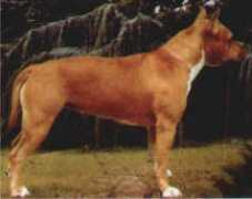 Ustina