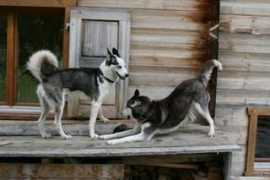 olenjok-husky.ch Ustinovs