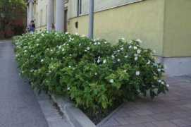 Utana