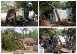 treefoundationindia.org Uthandi