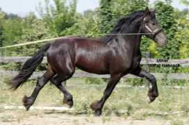 Uther