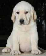 dogsindia.com Vadavalli