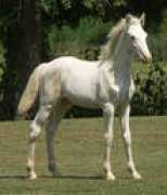Vahe