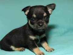 chihuahua.ru Vainov