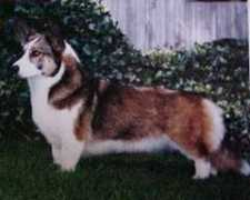 garvincorgis.com Vajdik