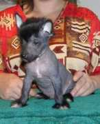 dogchin.com Vajlis