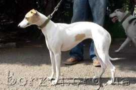 borzoi.org.ua Vaklin