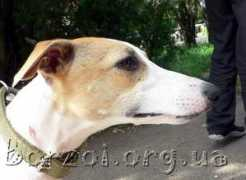 borzoi.org.ua Vaklin