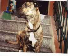 saetta.it Valad