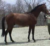 majesticgaits.com Valante