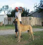 bhatkennels.in Valantino