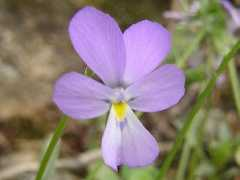 botany.cz Valderia