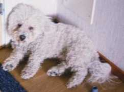 Valdo
