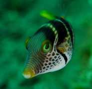 ozanimals.com Valentini