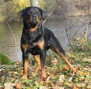 rottweiler-france.com Valentinoo