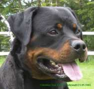 rottweiler-france.com Valentinoo