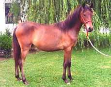wheatenpointfarm.com Valiente
