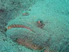 week.divebums.com Valker