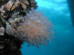 week.divebums.com Valker
