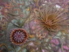 week.divebums.com Valker