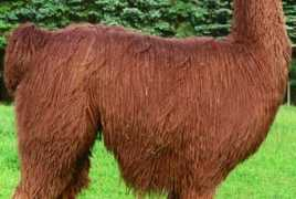 alpacasllamaswoodsedge.com Valladon