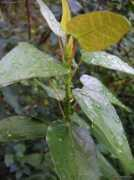 Vallea