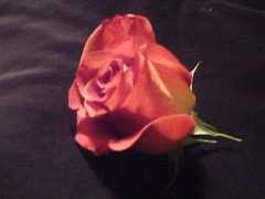 blinkingburro.com Valrose