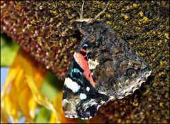 butterfliesofbulgaria.com Vanata